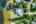 Blurred preview of media: DJI_0770 copy 2