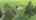 Blurred preview of media: DJI_0779
