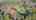 Blurred preview of media: DJI_0706