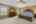 Blurred preview of media: PriBed1