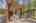 Blurred preview of media: 334 N Pine Meadows Rd - 45