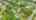 Blurred preview of media: DJI_0525