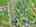 Blurred preview of media: DJI_20250602145411_0607_D_8_D_9_D_easyHDR