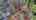 Blurred preview of media: Calle Ct  unbranded