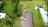 Blurred preview of media: 15-1461 7TH AVE KEAAU vvv without ag v5