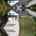 Blurred preview of media: links
