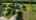 Blurred preview of media: Boots Dreams and Daydreams_Unbranded