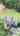 Blurred preview of media: 865JohnsonStreet_MLS_v1