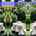 Blurred preview of media: 14175 walk 2