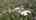 Blurred preview of media: Lancaster Corrected