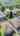 Blurred preview of media: BRANDED SANDCLIFFE REEL