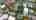 Blurred preview of media: VIDEO 1  V2
