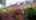 Blurred preview of media: 12-3 Suffolk Road Video