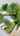 Blurred preview of media: 163 Brooklane N